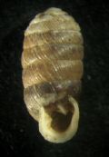 Sphyradium doliolum